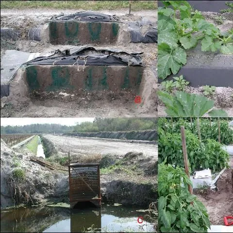 thumbnail for publication: Denitrification in Seepage-Irrigated Vegetable Fields in Florida